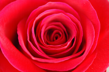 ROSA, FLORACIÓN EN MACRO