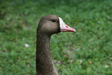 Goose head on a background of green grass