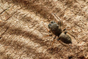 Jumping spider (Heliophanus sp.) on bark. Czech Republic, Europe