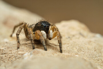 Jumping spider Asianellus festivus on rock, wildlife photography, Czech Republic