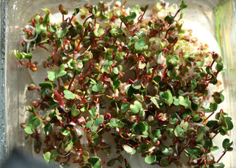 Photo of microgreens. Radishes, Top view
