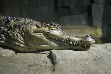 The head of a sleeping crocodile
