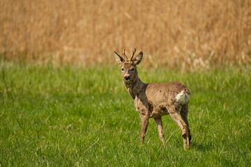 Naklejka na ściany i meble Roe deer (Capreolus capreolus), wildlife photography, Czech Republic.