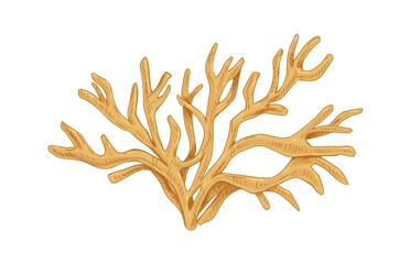 Irish sea moss or Carrageen. Underwater edible seaweed. Natural undersea alga. Botanical drawing of aquatic plant. Realistic hand-drawn vector illustration isolated on white background