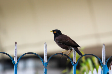 blackbird on a fence