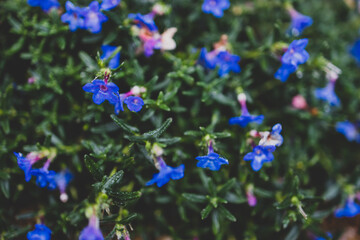 native Australian lithadora plant with blue purple flowers outdoor in sunny backyard