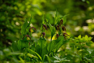 Lady's-Slipper Orchid (Cypripedium calceolus), Czech Republic