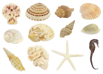 Seashells, coral, starfish and seahorse isolated. Sea animals collection.