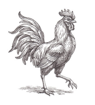  Hand drawn illustration in the engraving style, rooster chicken.