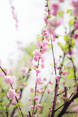 pink cherry blossoms
