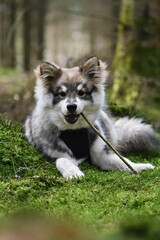 Naklejka na ściany i meble Portrait of a young puppy Finnish Lapphund dog
