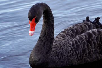 Fototapeta premium black swan on the water