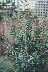 native Australian callistemon plant with rain drops on its leaves