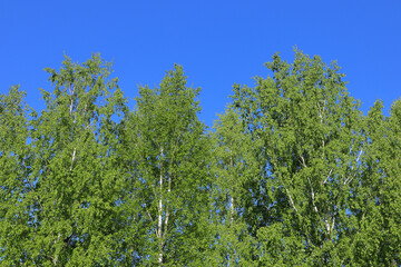Fototapeta premium birch trees foliage in summer against blue sky