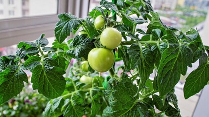 Green tomatoes cherry in home garden