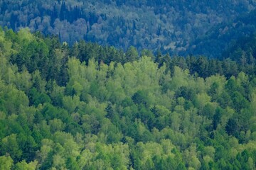 The forest in Siberia, Krasnoyarsk, Russia.