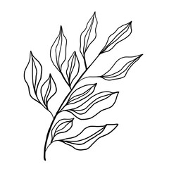Doodle illustration of outline flower, leaves. Floral graphics
