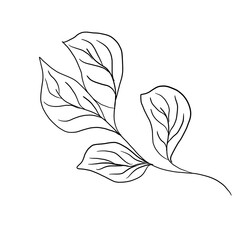 Doodle illustration of outline flower, leaves. Floral graphics