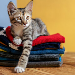 Funny cat sitting on warm knitted winter hats