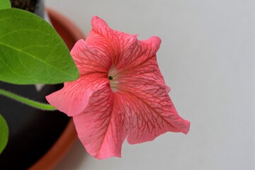 Fototapeta premium Beauty pink petunia flower