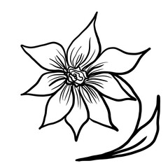 Doodle illustration of outline flower, leaves. Floral graphics