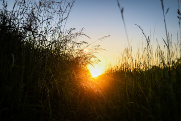 sunset in the grass
