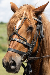 brown horse faces as background