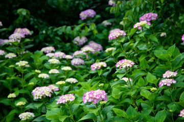 梅雨時のアジサイ　日本