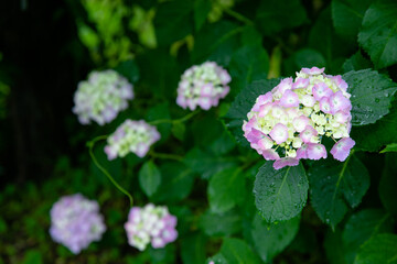 梅雨時のアジサイ　日本