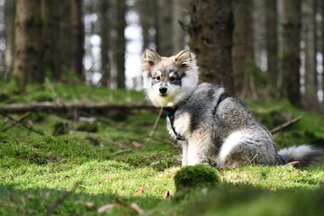Portrait of a young puppy Finnish Lapphund dog