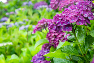 梅雨時のアジサイ　日本