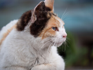 어딘가를 바라보는 고양이