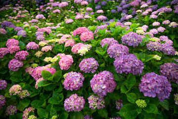 梅雨時のアジサイ　日本