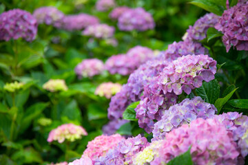 梅雨時のアジサイ　日本
