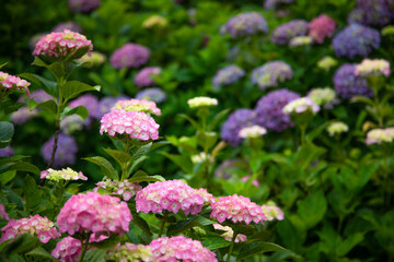 梅雨時のアジサイ　日本