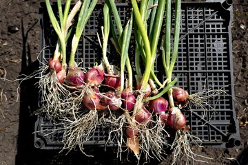 Onions with roots and herbs