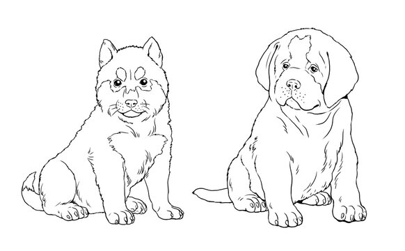 Saint Bernard and Siberian Husky puppy. Cute dogs puppies. Coloring template. Digital illustration.	
