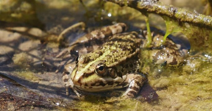 Green frog from Plitvice Lakes, Croatia