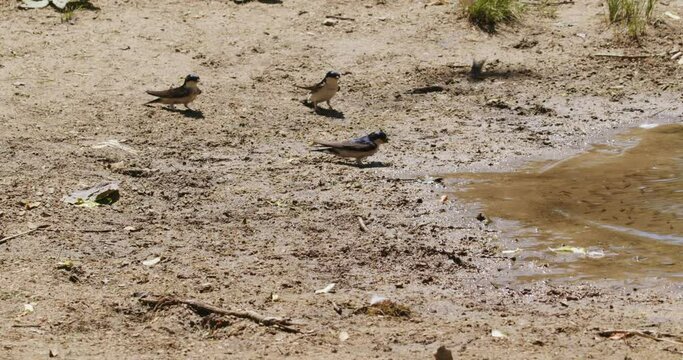 The common house martin (Delichon urbicum) is collesting the mud on the lake shore