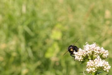 Hintergrund Biene