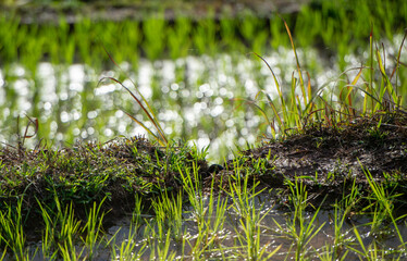 grass and water