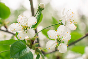 flowering tree spring apple cherry sakura buds