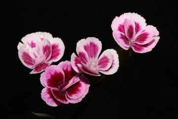 Flower blossom close up dianthus caryophyllus family caryophyllaceae modern background high quality...