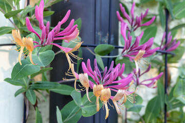 Blühendes Geißblatt (Lonicera) im Garten