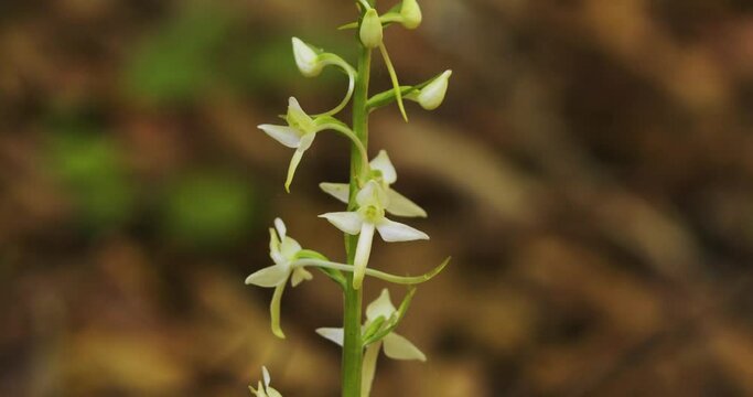 The flower of  Platanthera bifolia, commonly known as the lesser butterfly-orchid