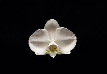 Fototapeta na wymiar Photo of a white flower in a studio