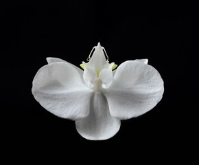 Fototapeta na wymiar Photo of a white flower in a studio