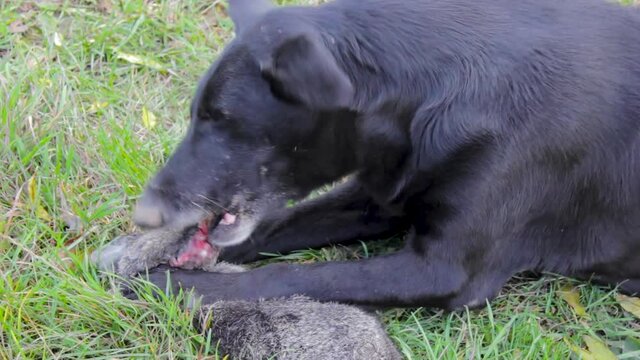 dog hunted prey,black dog eats a hare in nature