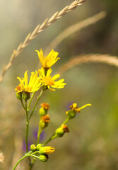 yellow flower in the field spikelets macro nature spring