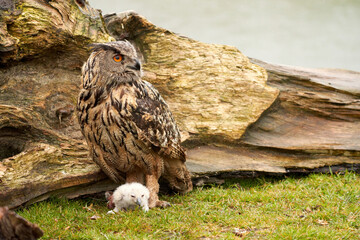 Wild Eagle Owl mother and a white chick. The one week old white owl stands at the legs of the large bird of prey